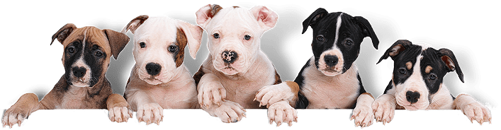 Mr Paws Pet Care Hyderabad